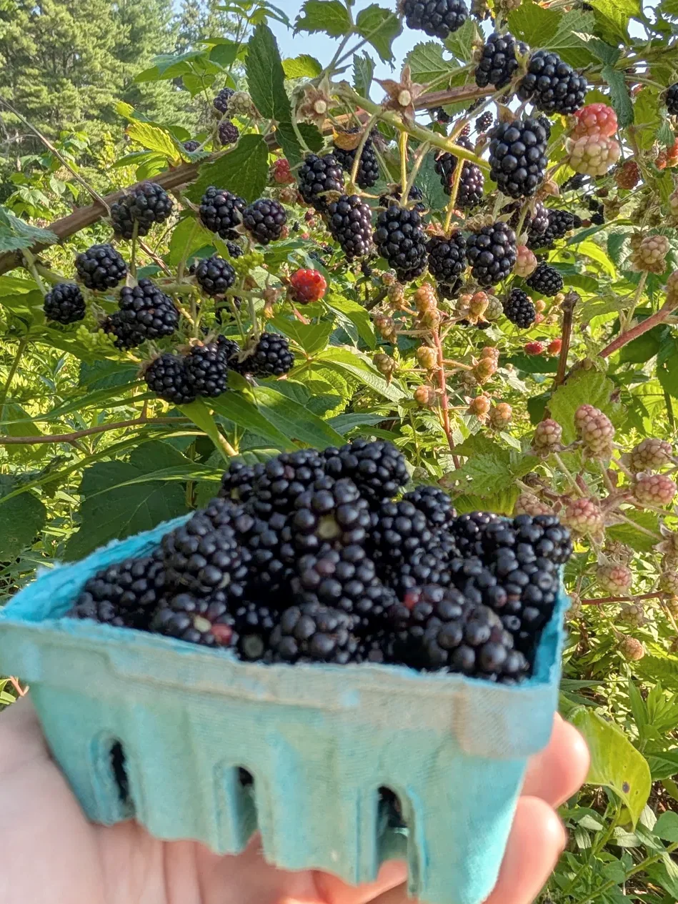 A teal pint basket of just-picked Wilder-ness blackberries held up against the canes