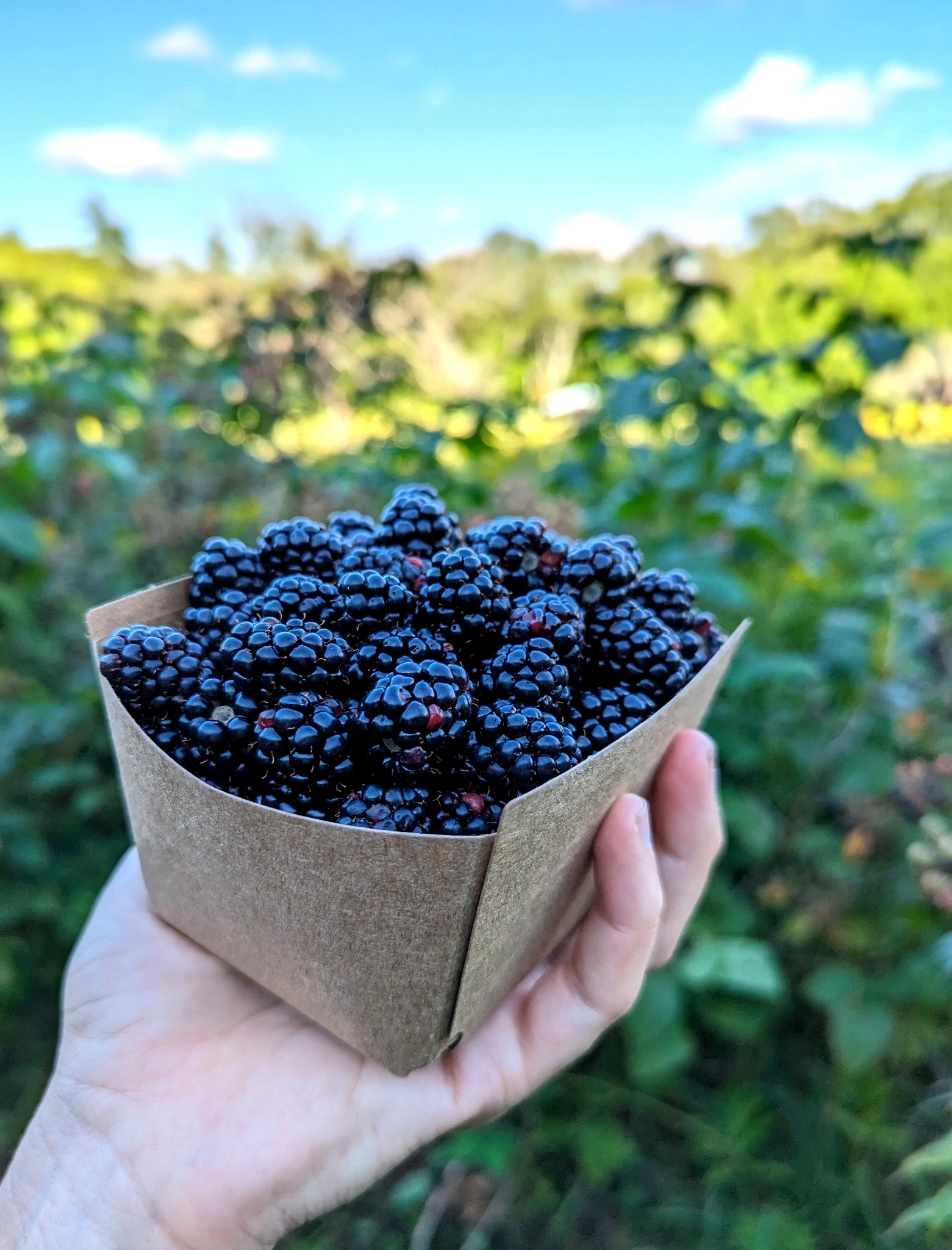 Wilder‑ness Blackberries
