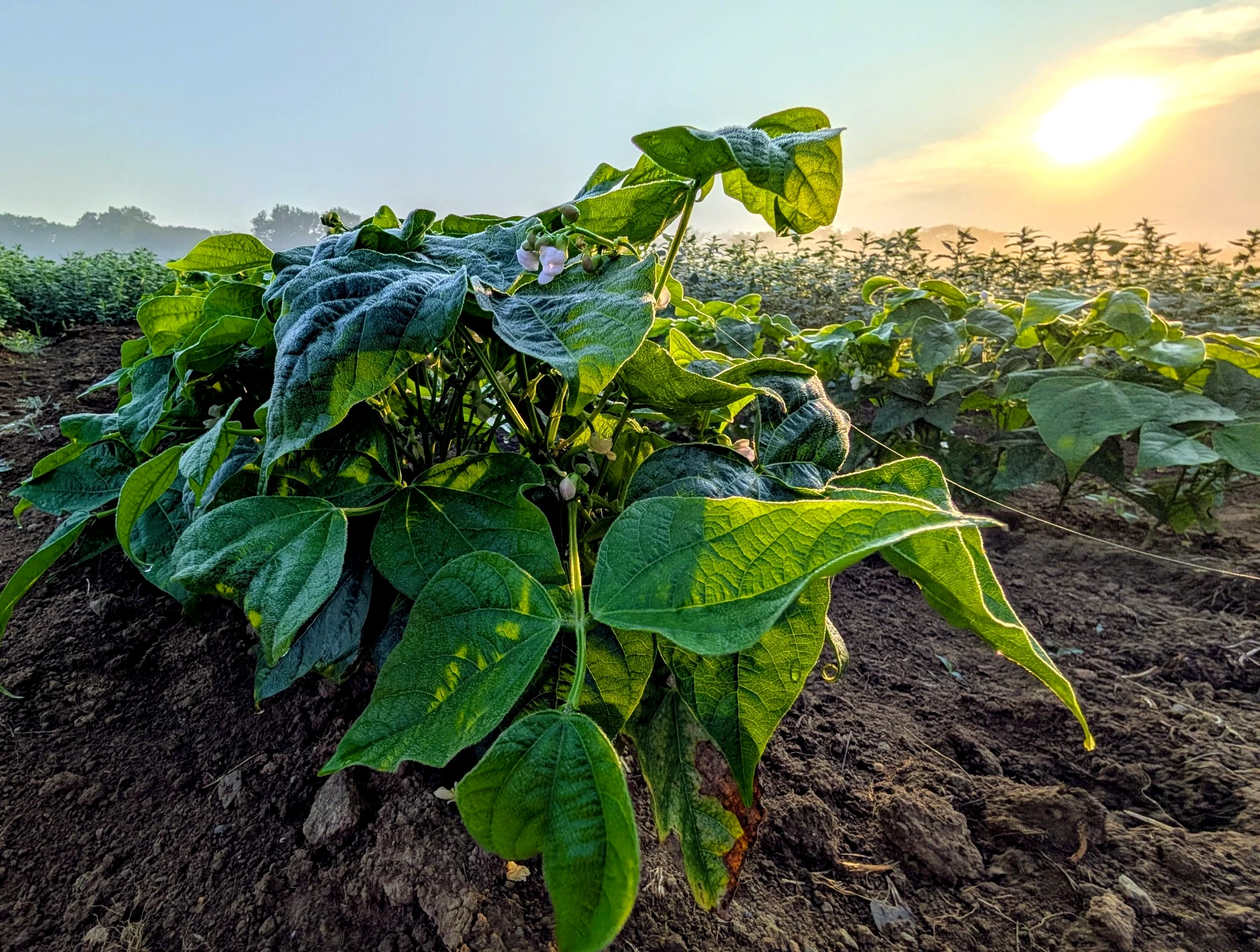 Jacob’s Cattle beans setting blossoms