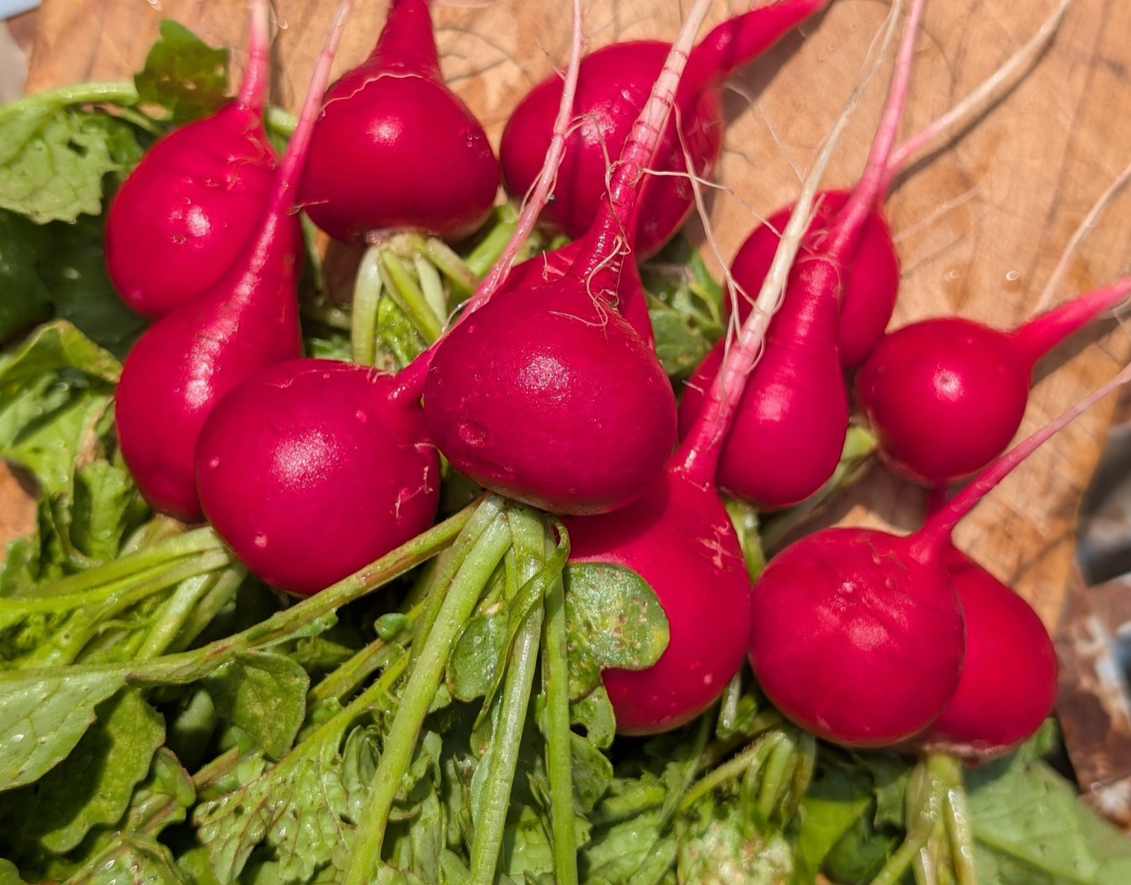Freshly harvested Cherry Belle radishes at Wilder Farm
