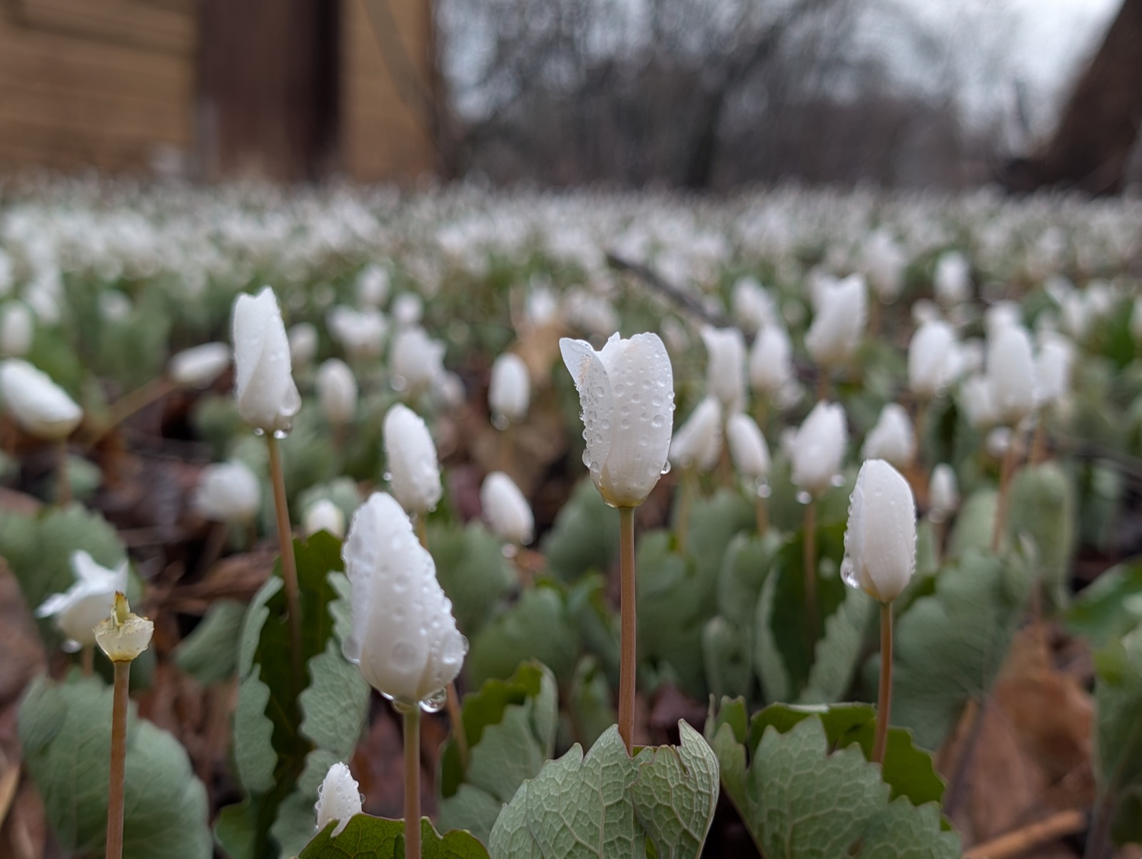 Spring bloom at Wilder Farm