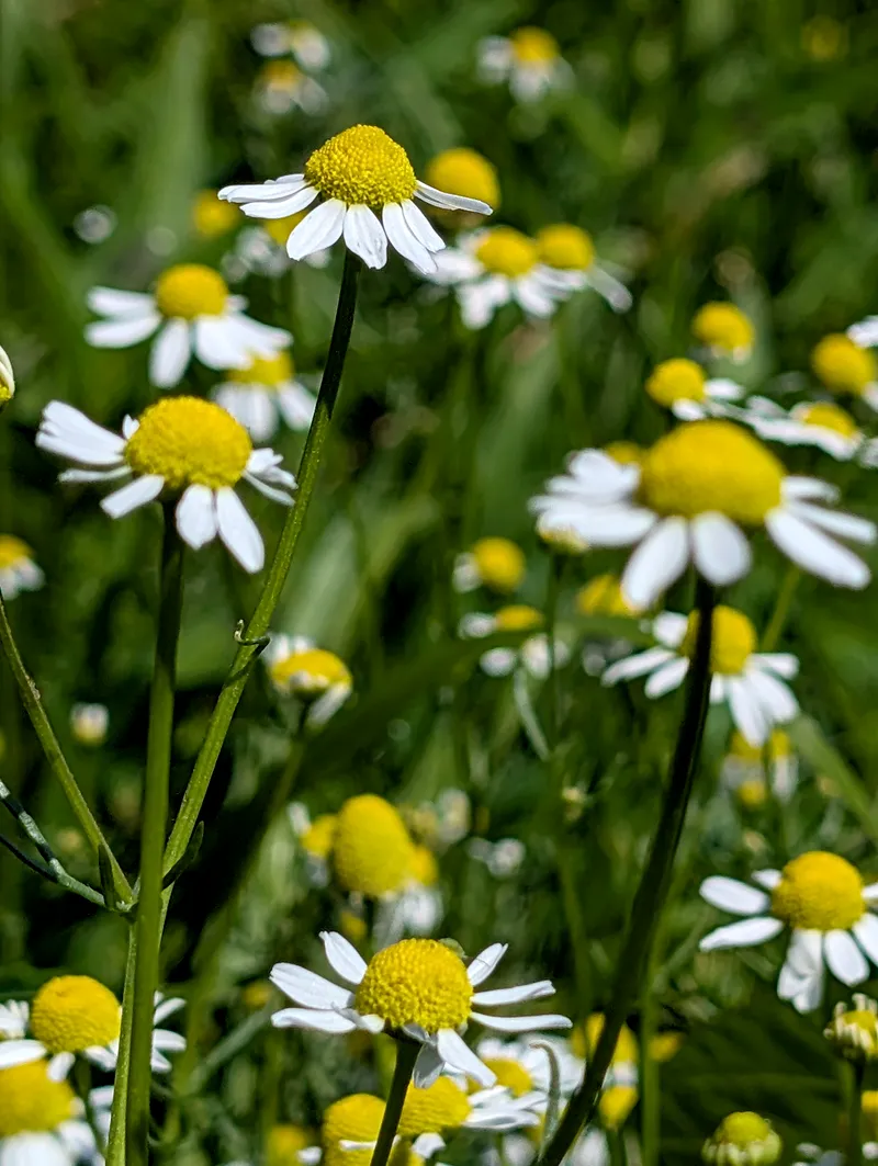 Herbs
